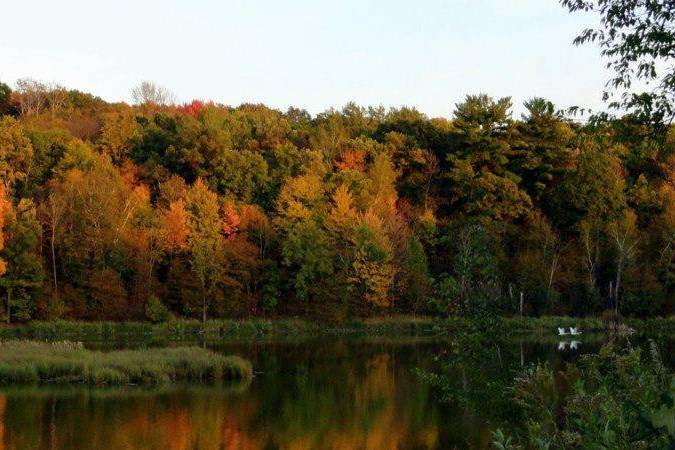 Forest view