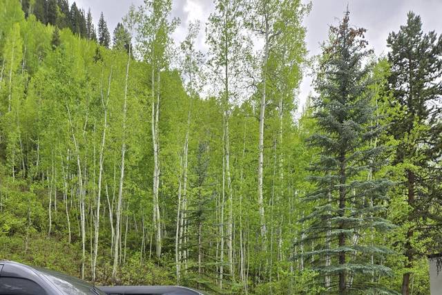 Executive Sprinter in Vail