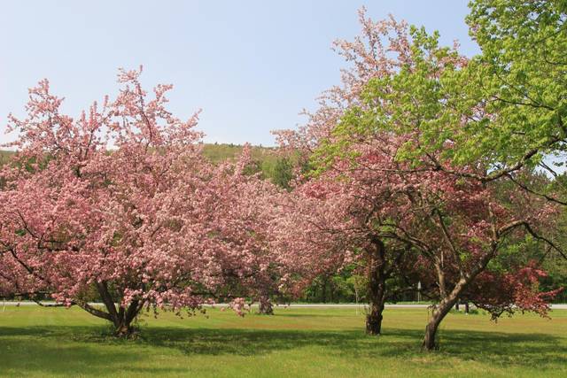 The grounds