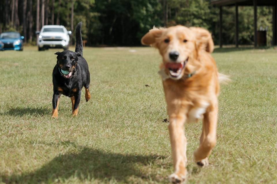 Sweet dogs