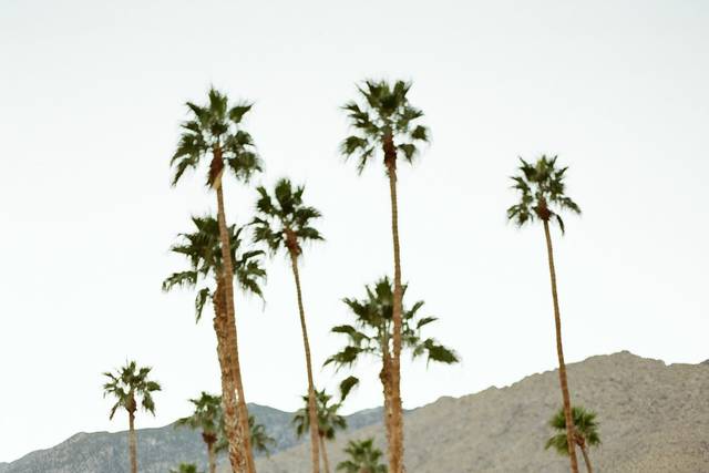 Palm Tree Backdrop