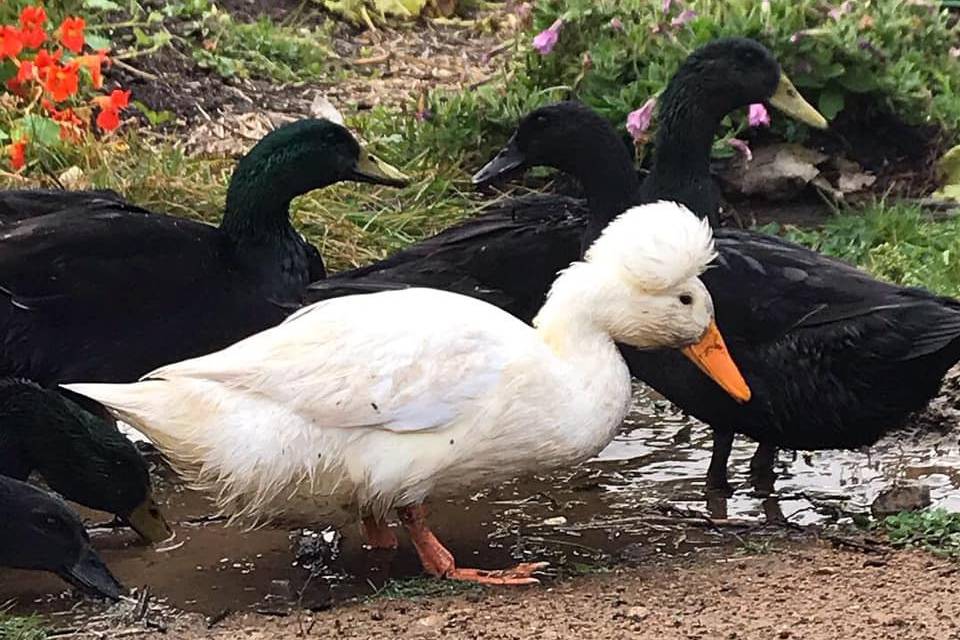 Take time to feed the ducks