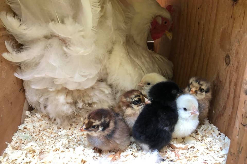 Chicks to hold