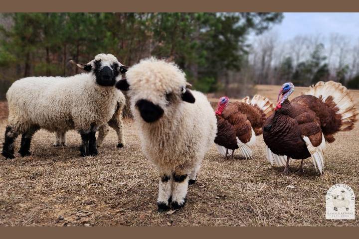 VB Sheep & Red Bourbon Turkeys