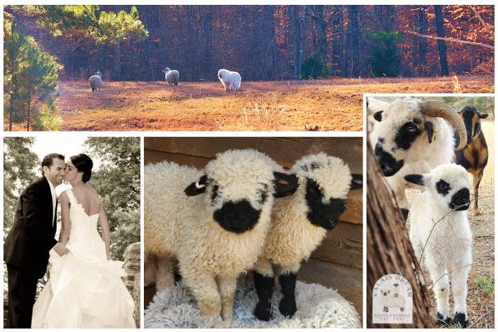 Property, bride & groom, lambs