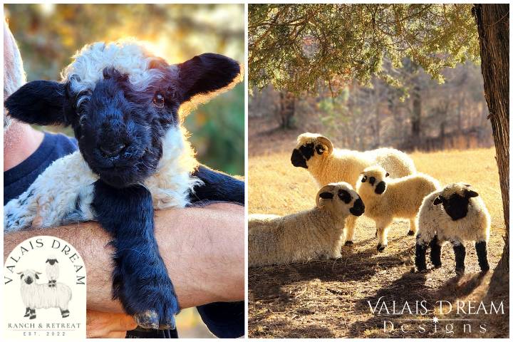 Sweet Valais Blacknose sheep