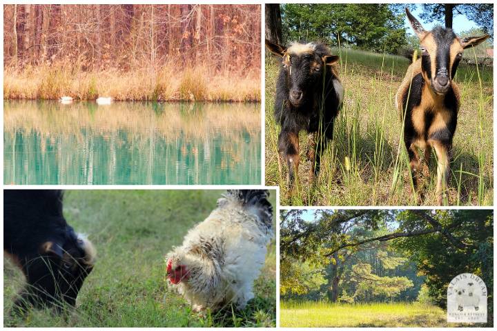 Pond, ground, goats, rooster