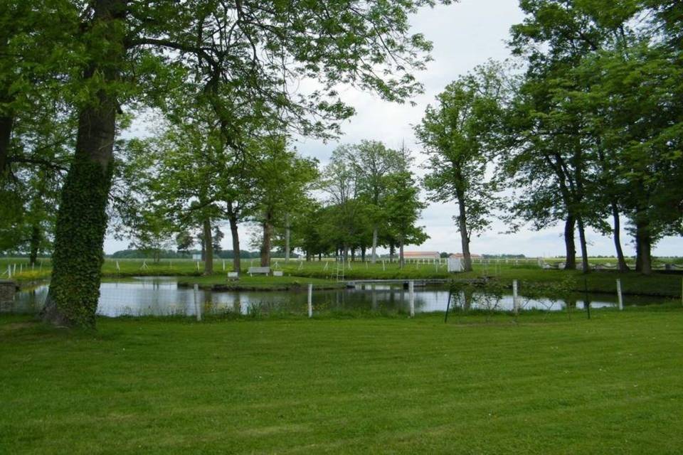 Views of the pond