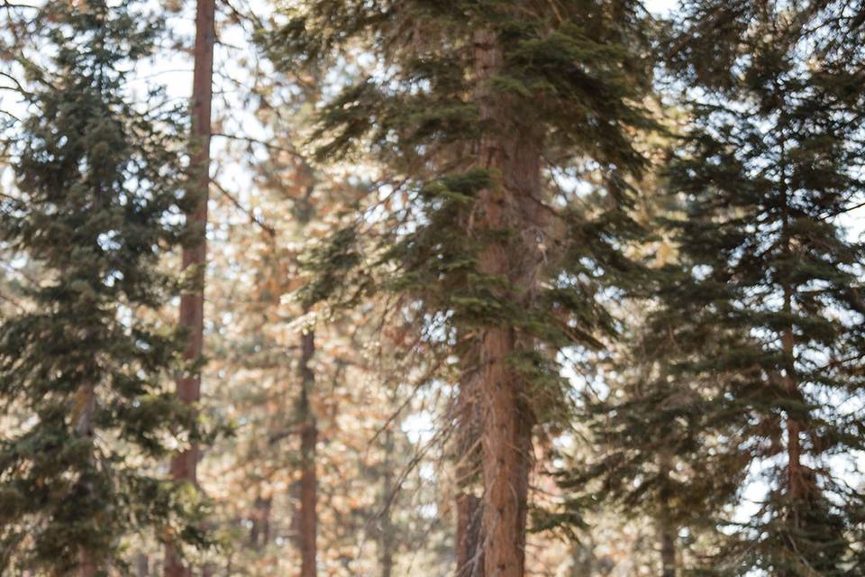 Fallen Leaf Lake Wedding