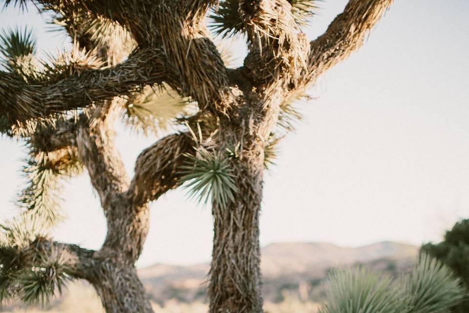 K+J Wedding / Rimrock Ranch