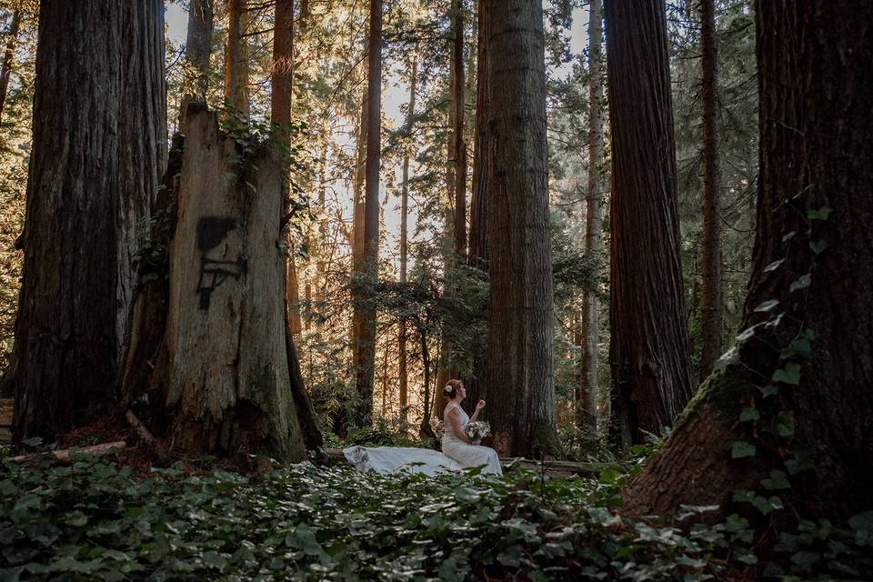Redwood Weddings
