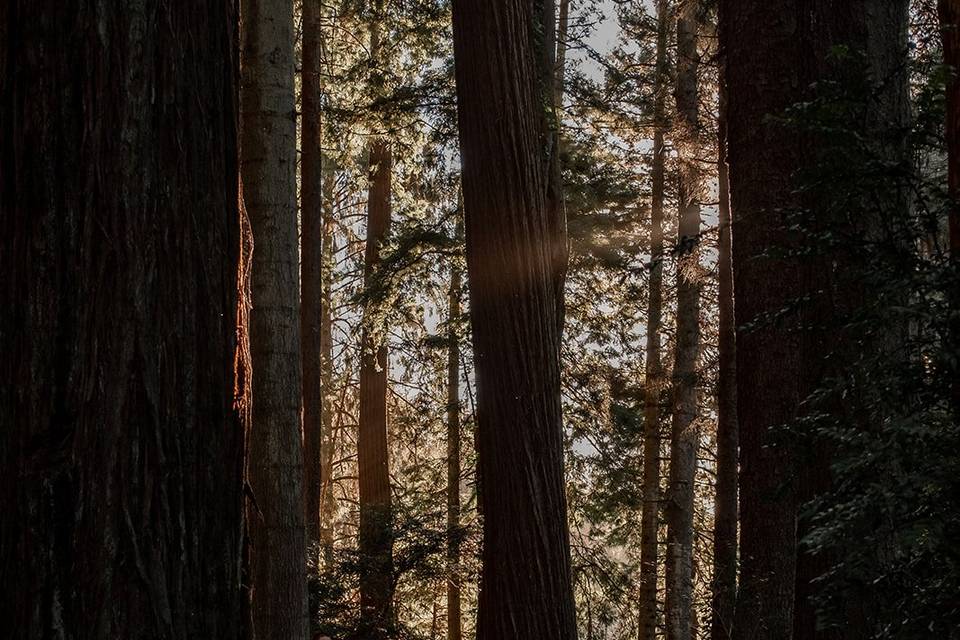 Redwood Weddings