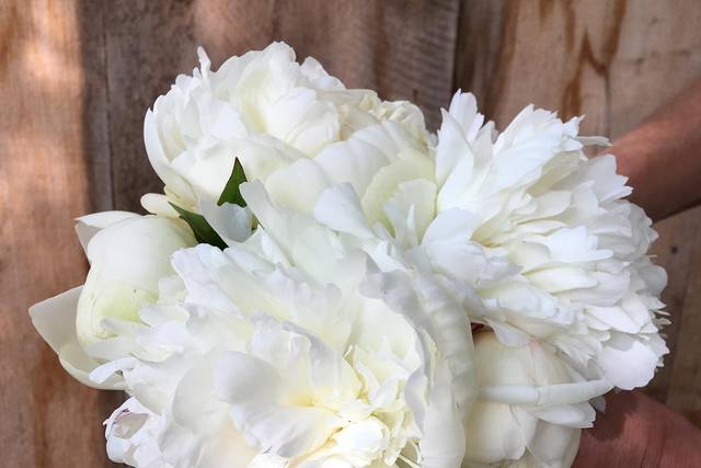 'Elsa Sass' Peony