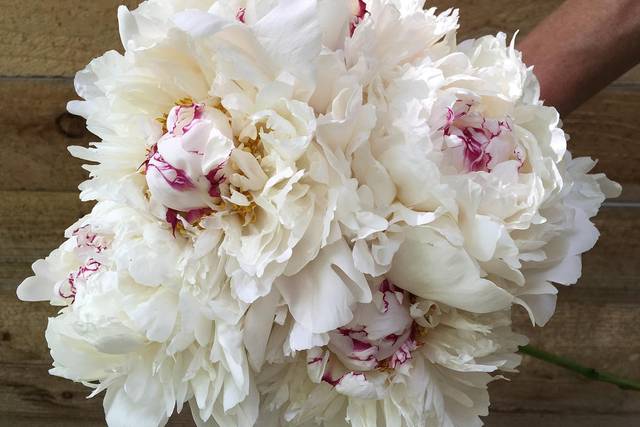 'Festiva Maxima' Peony