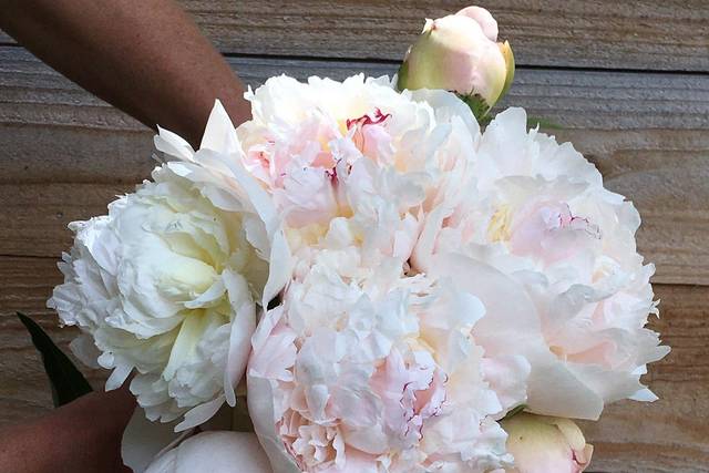 'My Love' Peony
