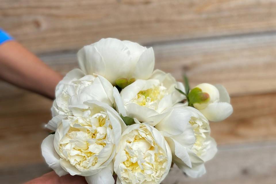 'Early White' Peony