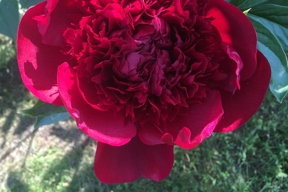 'Red Charm' Peony