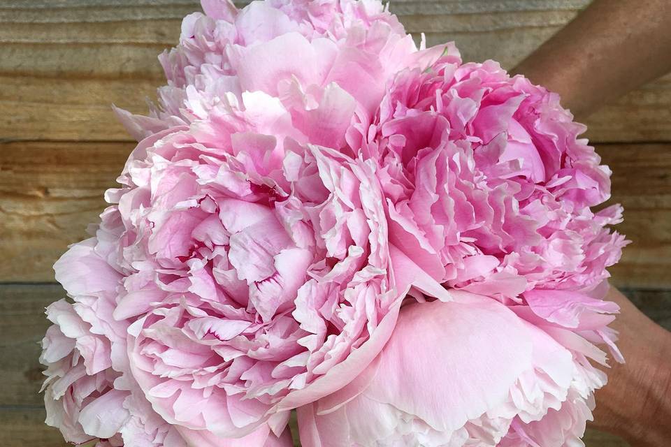 'Sarah Bernhardt' Peony