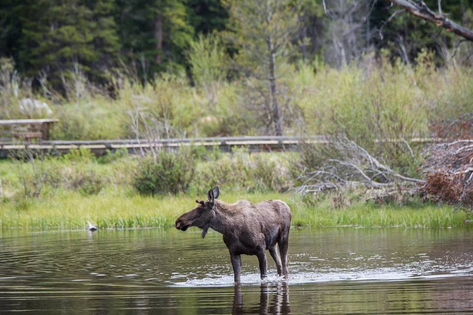 A moose