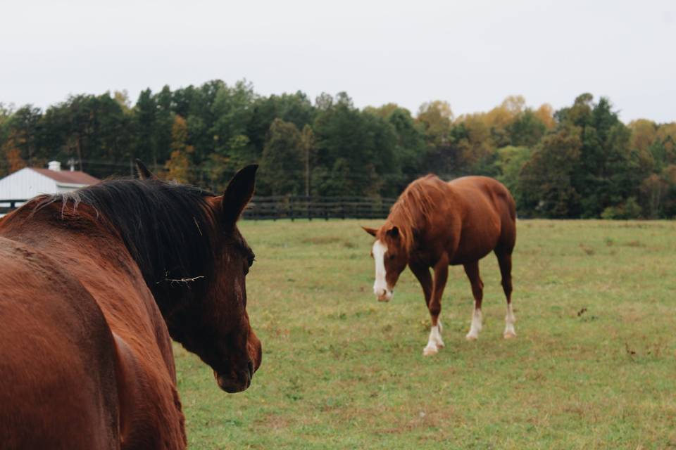 Horses on the farm!