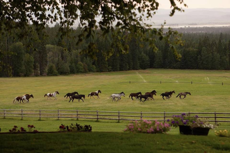 Horses in field