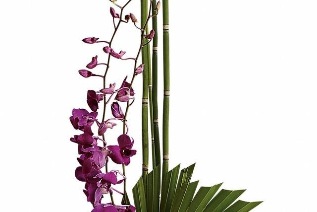 Purple orchid