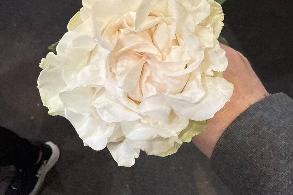 Cotton expression rose