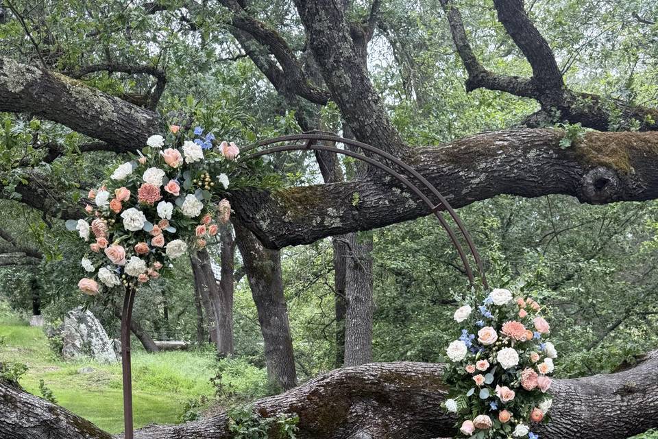 Hanging flowers in the forest