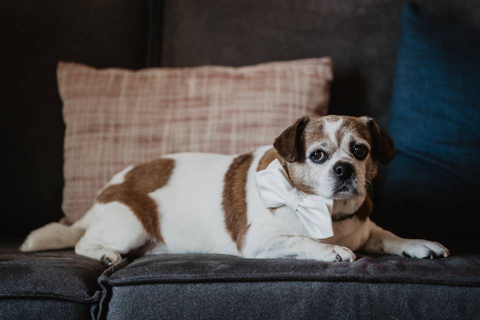 Dog in bowtie