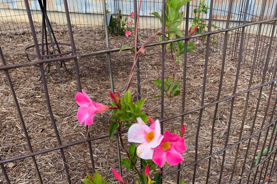 Flowers in Corn Crib