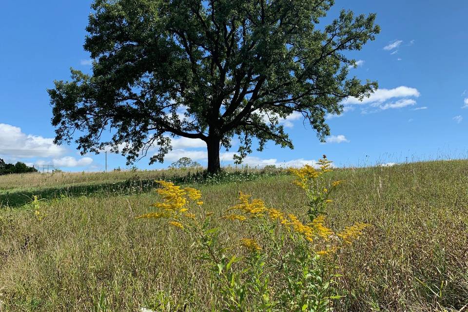 Oak/wildflowers