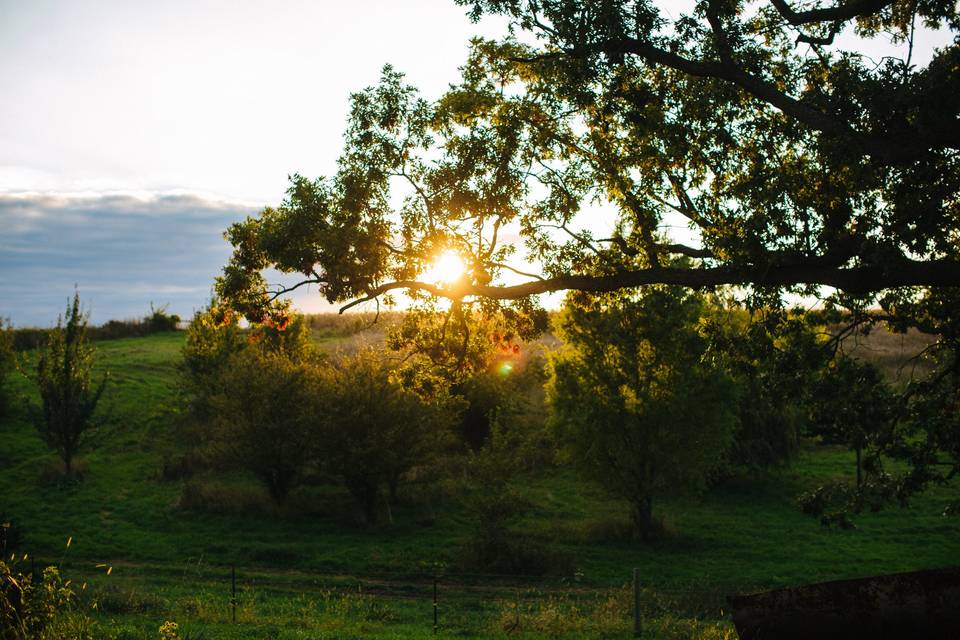 White Oak Savanna