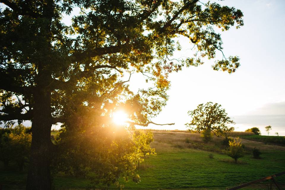 White Oak Savanna