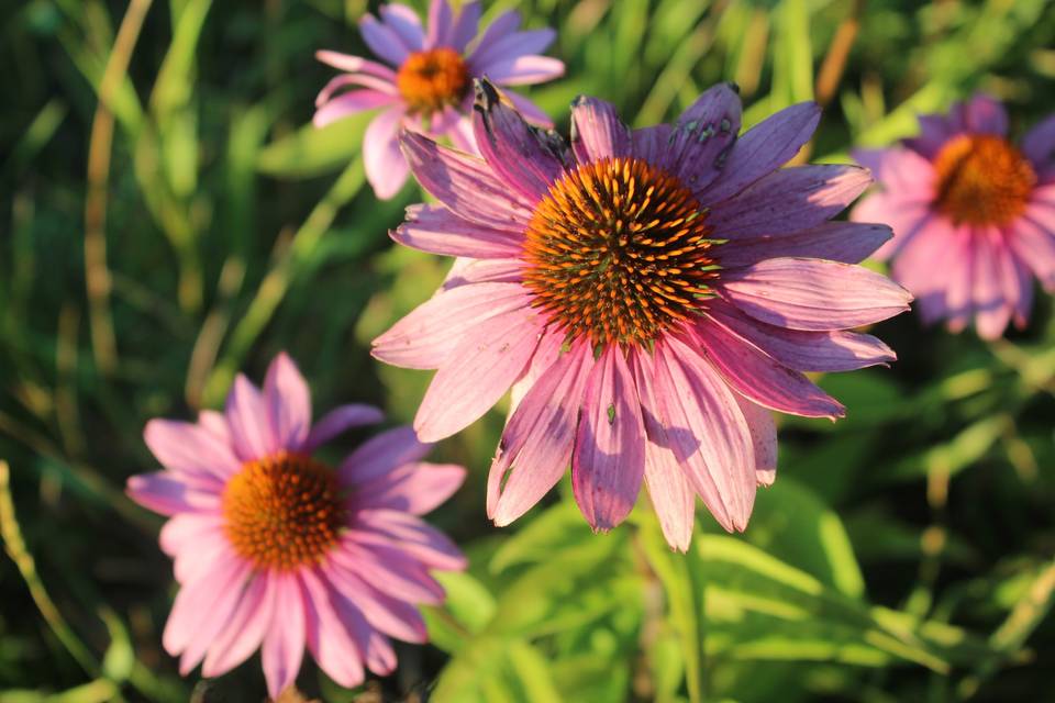 Purple coneflower