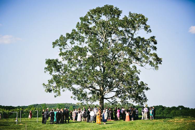 Uniting beneath a tree