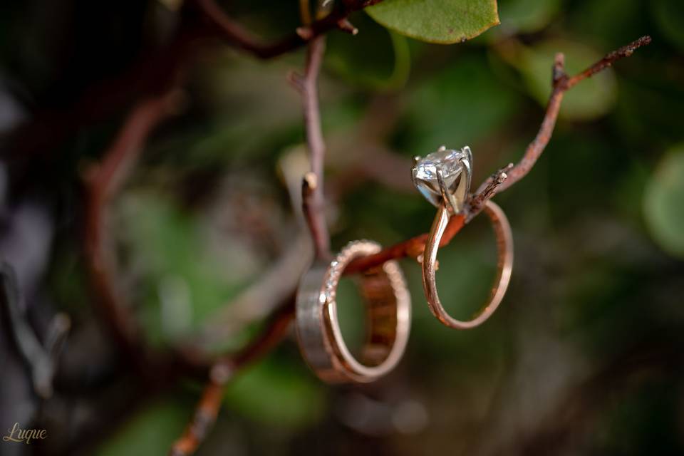 The rings on a branch