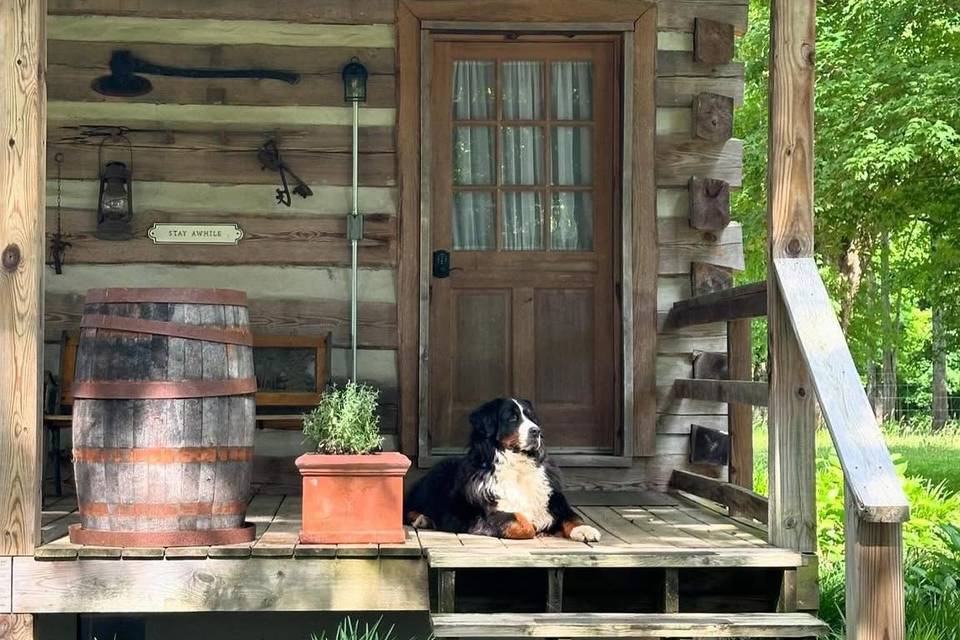Dogs Are Welcome