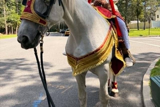 Baraat Horse