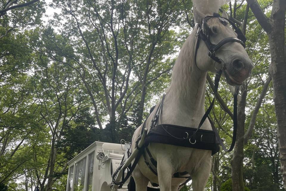 NJ White Funeral Carriage