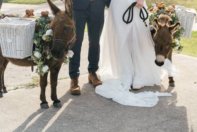 Ranch wedding, Marble Falls
