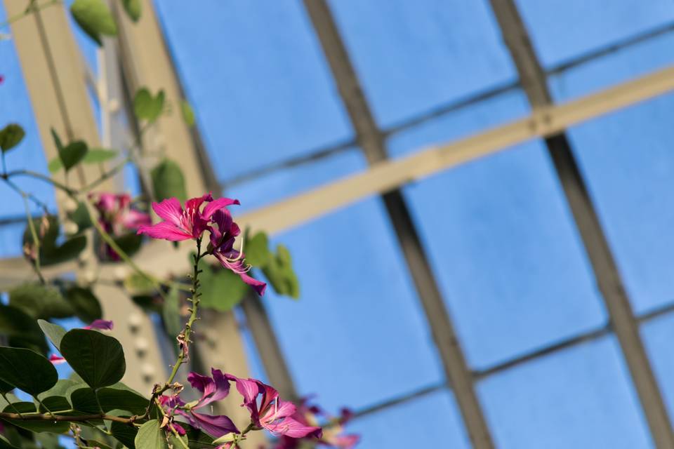 Greenhouse flowers 2