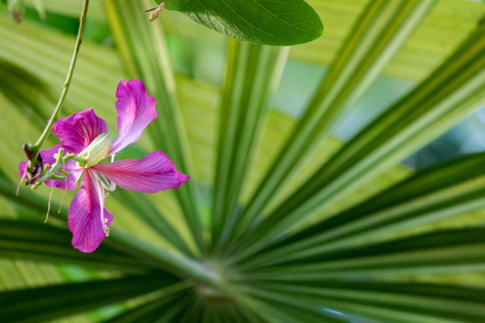 Greenhouse flowers