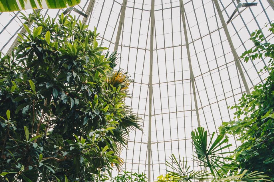 Main Palm Dome