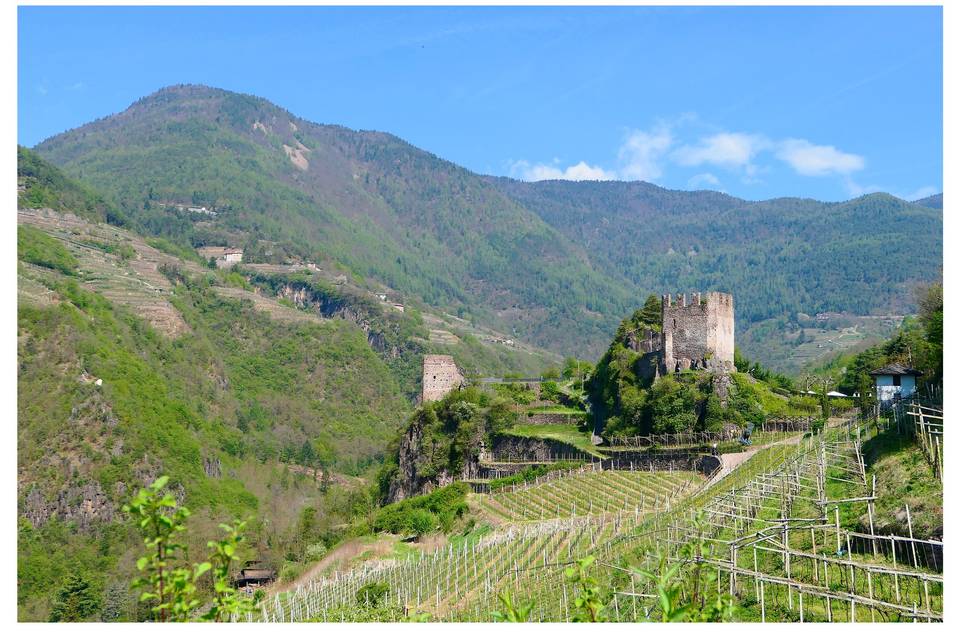 Castle of Segonzano vineyards