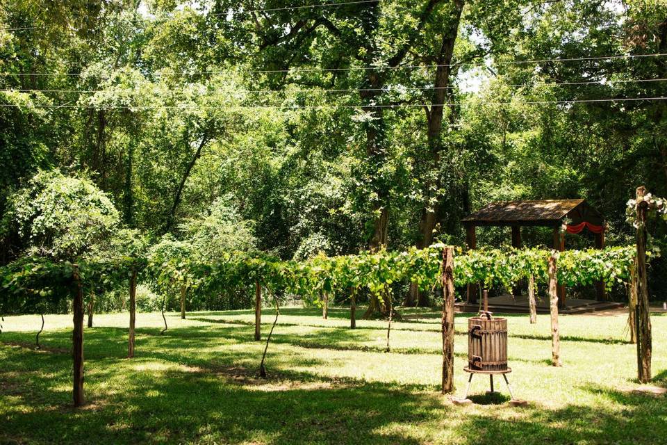 Vineyard with Grape Press