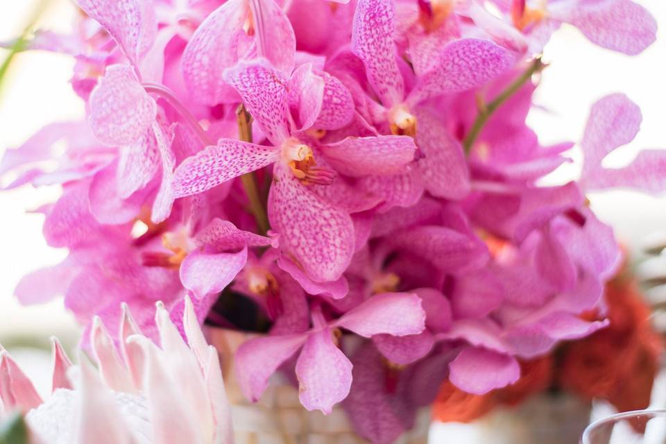 Soft pink petals