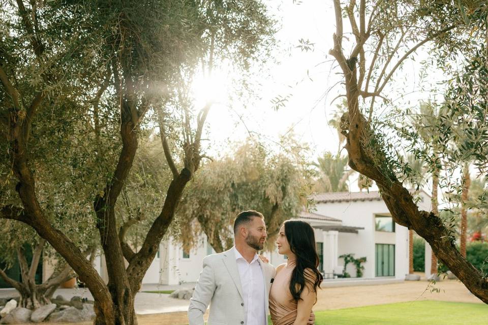 Under olive tree grove