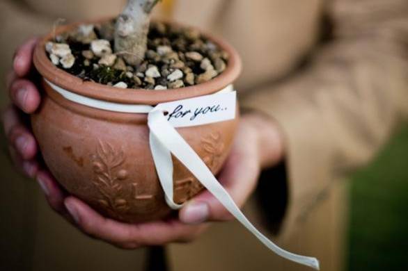 Plants in a pot