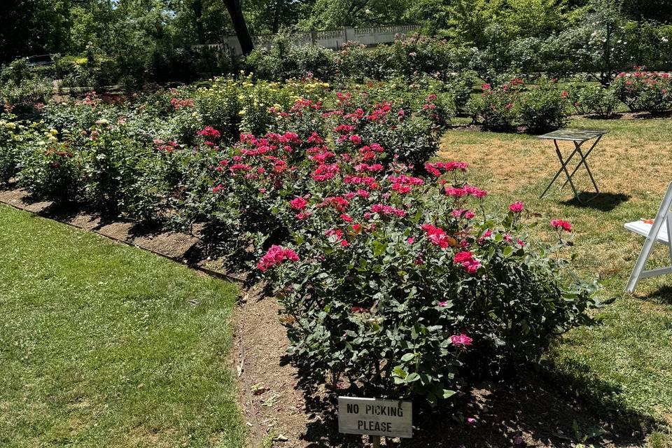 Wedding at the rose garden