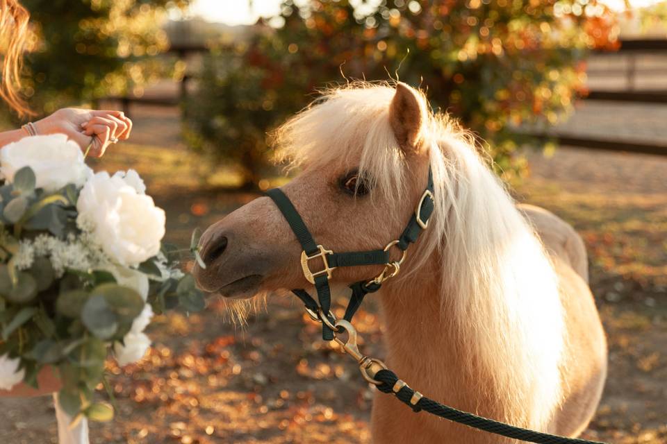 CRC ranch weddings